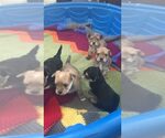 Small breeder photo