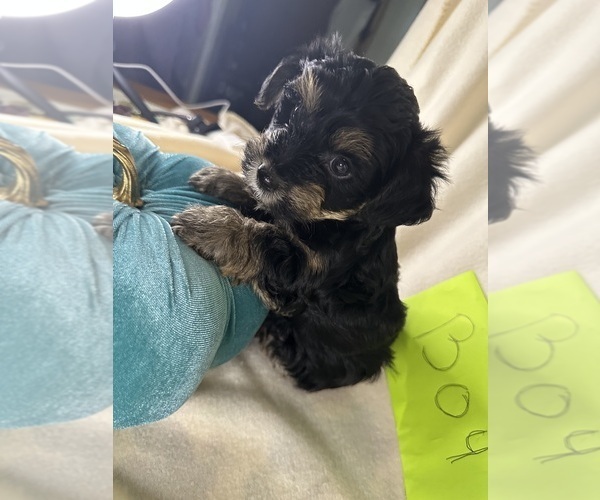 Medium Photo #17  Breeder Profile in ROCK HILL, SC, USA
