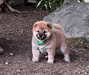 Shiba Inu Dog Breeder in REDMOND,  USA