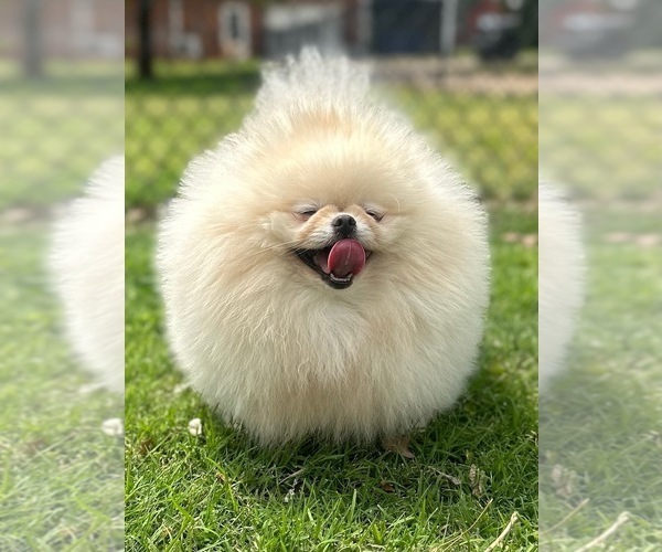 Medium Photo #20  Breeder Profile in BLANCHARD, OK, USA