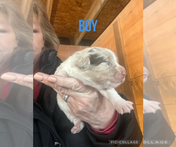 Medium Photo #2  Breeder Profile in OWINGSVILLE, KY, USA
