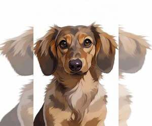 Dachshund Dog Breeder near WICHITA FALLS, TX, USA