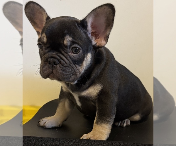 Medium Photo #4  Breeder Profile in GREENVILLE, SC, USA