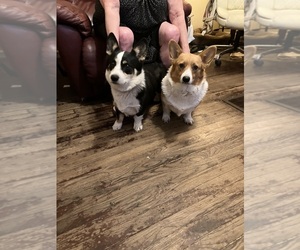 Pembroke Welsh Corgi Dog Breeder near LONDON, KY, USA