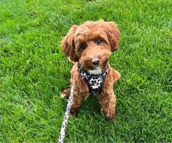 Medium Photo #1  Breeder Profile in MOBERLY, MO, USA