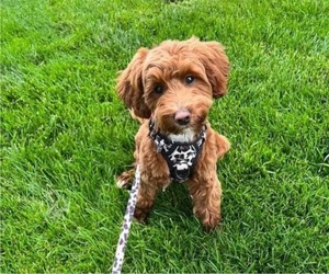 Goldendoodle (Miniature) Dog Breeder near MOBERLY, MO, USA