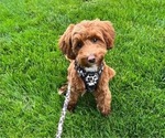 Small breeder photo
