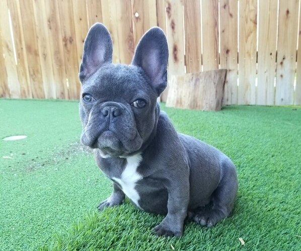 Medium Photo #17  Breeder Profile in LAS VEGAS, NV, USA