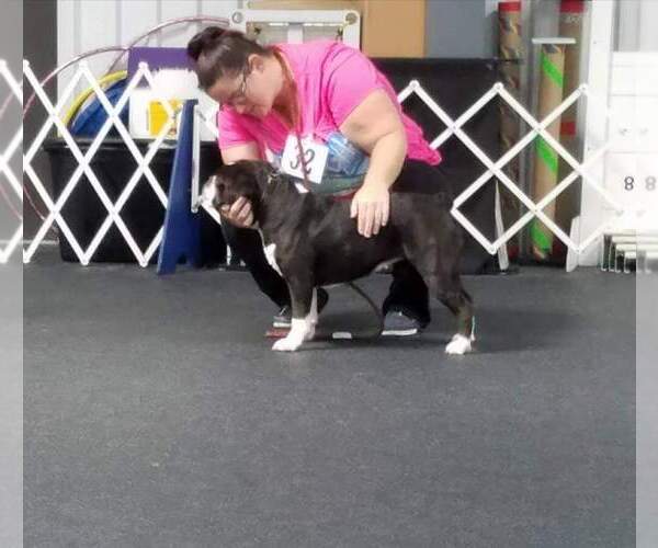 Medium Photo #1  Breeder Profile in FOSTER, RI, USA
