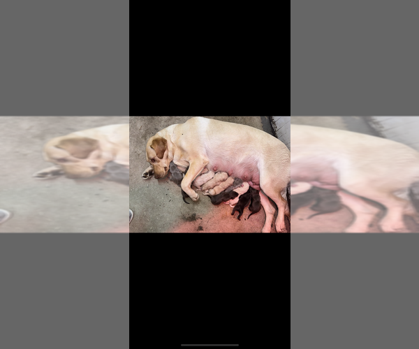 Medium Photo #5  Breeder Profile in ATKINSON, NE, USA