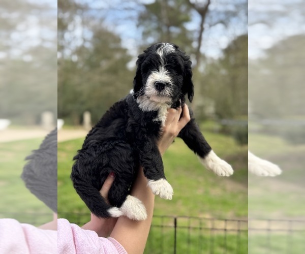 Medium Photo #4  Breeder Profile in MAGNOLIA, TX, USA