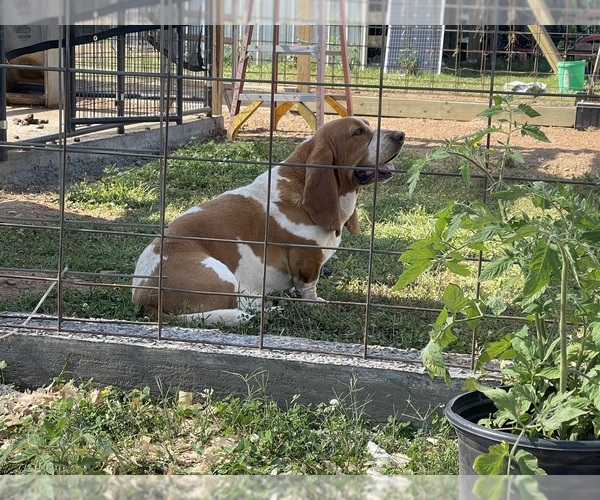 Medium Photo #3  Breeder Profile in IDABEL, OK, USA
