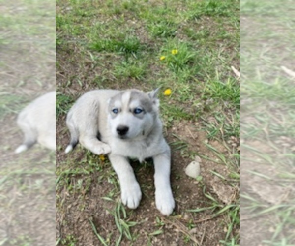 Medium Photo #1  Breeder Profile in EVERETT, WA, USA