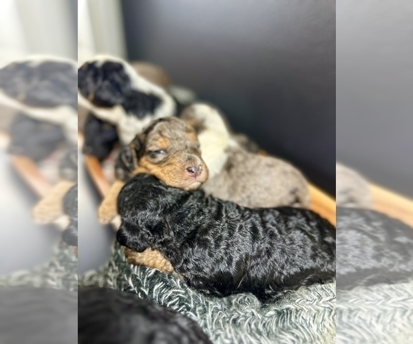 Medium Photo #6  Breeder Profile in HERNANDO, FL, USA