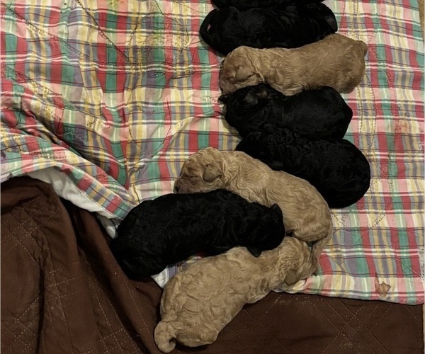 Medium Photo #4  Breeder Profile in DEXTER, MO, USA