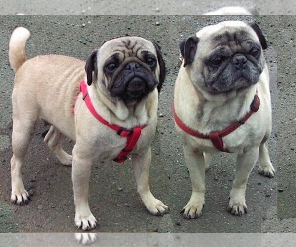 Medium Photo #1  Breeder Profile in COPALIS BEACH, WA, USA