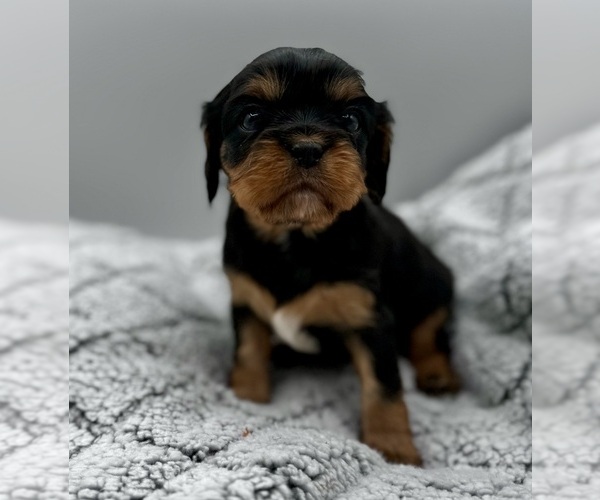 Medium Photo #1  Breeder Profile in BORING, OR, USA