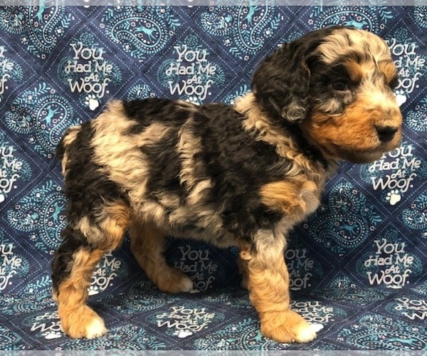 Medium Photo #1  Breeder Profile in NUNN, CO, USA