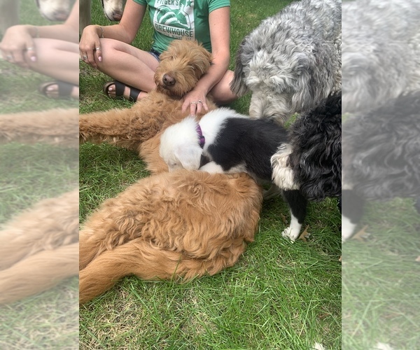 Medium Photo #8  Breeder Profile in BUFFALO, MN, USA