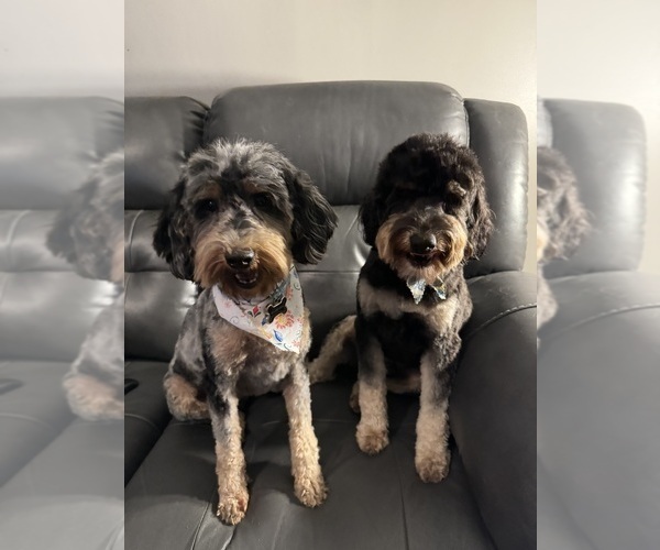 Medium Photo #1  Breeder Profile in WOONSOCKET, RI, USA