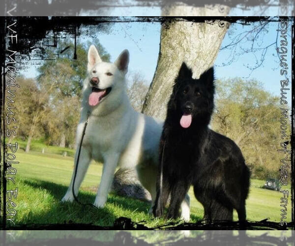 Medium Photo #5  Breeder Profile in BUTTE VALLEY, CA, USA