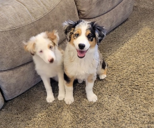 Medium Photo #22  Breeder Profile in AMERICUS, KS, USA