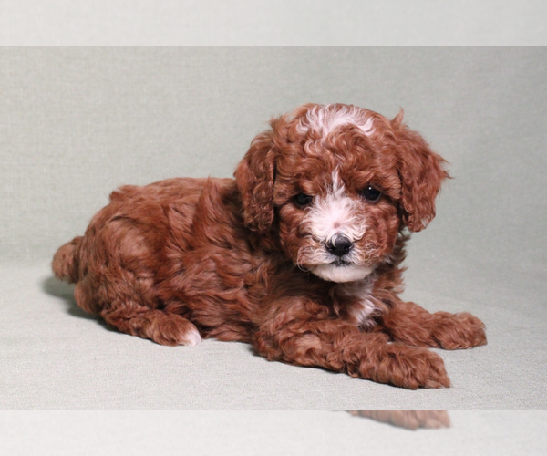 Medium Photo #13  Breeder Profile in STUART, FL, USA