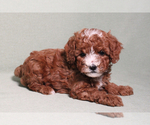 Small #12 Breeder Profile image