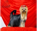 Small #33 Breeder Profile image
