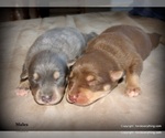 Small #22 Breeder Profile image