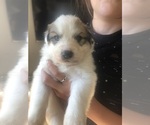 Small #1 Breeder Profile image