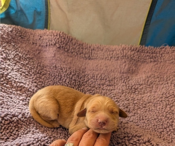Medium Photo #7  Breeder Profile in DOLORES, CO, USA