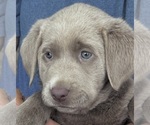 Small #18 Breeder Profile image