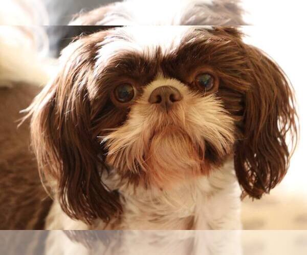 Medium Photo #1  Breeder Profile in PAMPLIN, VA, USA