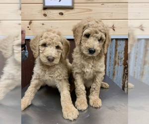 Main photo of Poodle (Standard) Dog Breeder near BALTZER, MS, USA