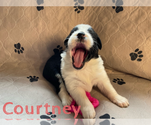 Medium Photo #2  Breeder Profile in NEW HAVEN, CT, USA