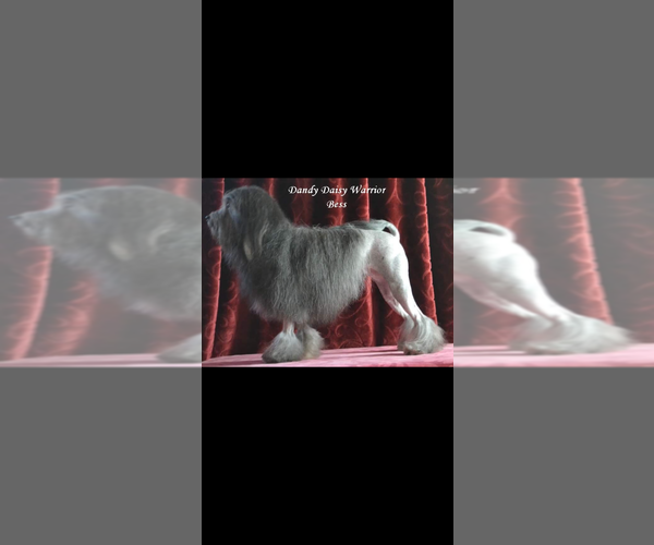 Medium Photo #1  Breeder Profile in CHICAGO, IL, USA