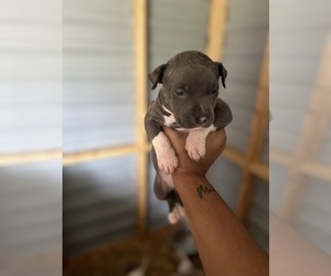 American Bulldog Dog Breeder near AUGUSTA, GA, USA