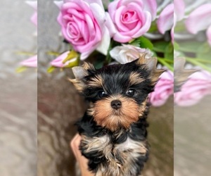 Yorkshire Terrier Dog Breeder near BREMEN, IN, USA