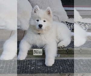 Samoyed Dog Breeder near POCAHONTAS, IA, USA