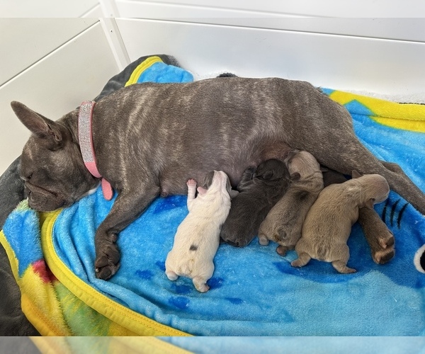 Medium Photo #1  Breeder Profile in TAMPA, FL, USA