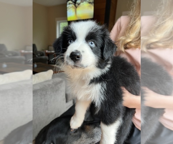 Medium Photo #12  Breeder Profile in CONNELLYS SPRINGS, NC, USA