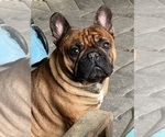 Small #38 Breeder Profile image