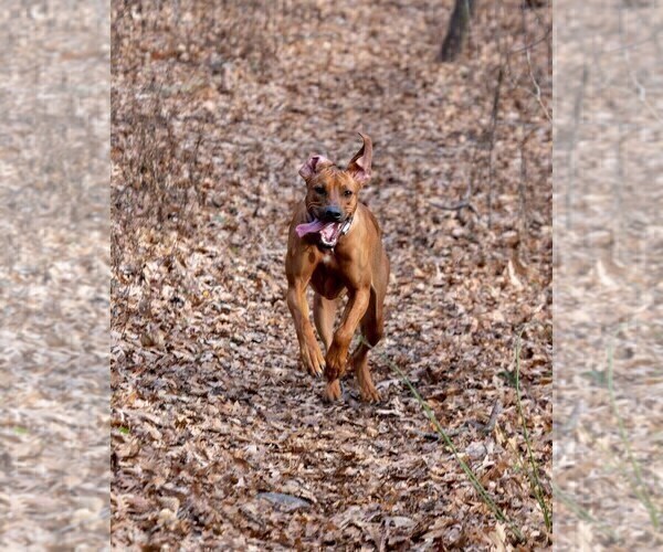 Medium Photo #12  Breeder Profile in ONEIDA, TN, USA