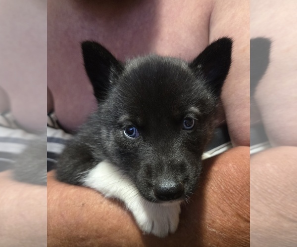 Medium Photo #1  Breeder Profile in SCOTTSBORO, AL, USA