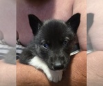 Small breeder photo