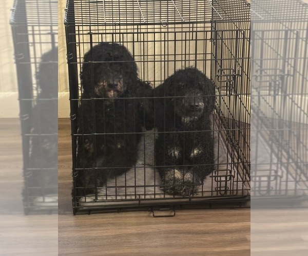 Medium Photo #12  Breeder Profile in DEER PARK, WA, USA