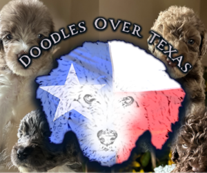 Goldendoodle Dog Breeder near DAMON, TX, USA
