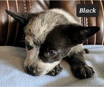 Small breeder photo