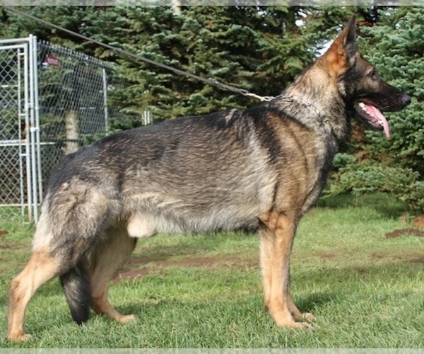 Medium Photo #1  Breeder Profile in ESCONDIDO, CA, USA